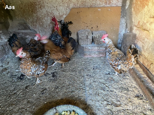 Джинки , снимка 2 - Други - 53939852