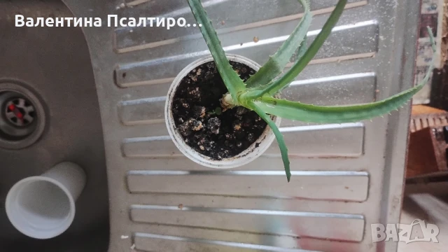Алое арборесценс , снимка 1