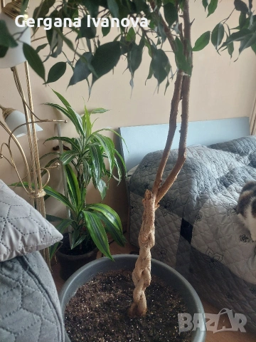 Фикус Бенджамин, височина около 170см