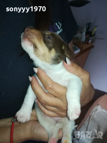 ДЖАК РЪСЕЛ БЕБЕТА-УНИКАЛНИ СЛАДУРИ 2908251855, снимка 18 - Джак ръсел териер - 51536957