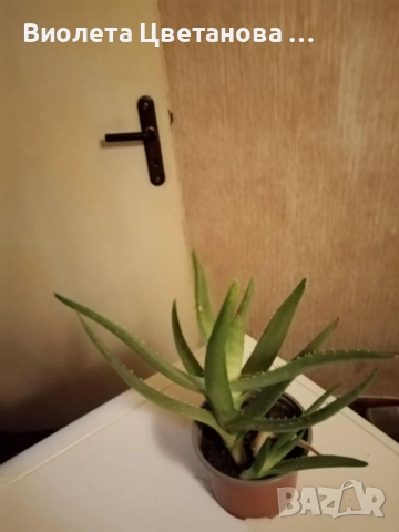 Цвете алое вера в саксия