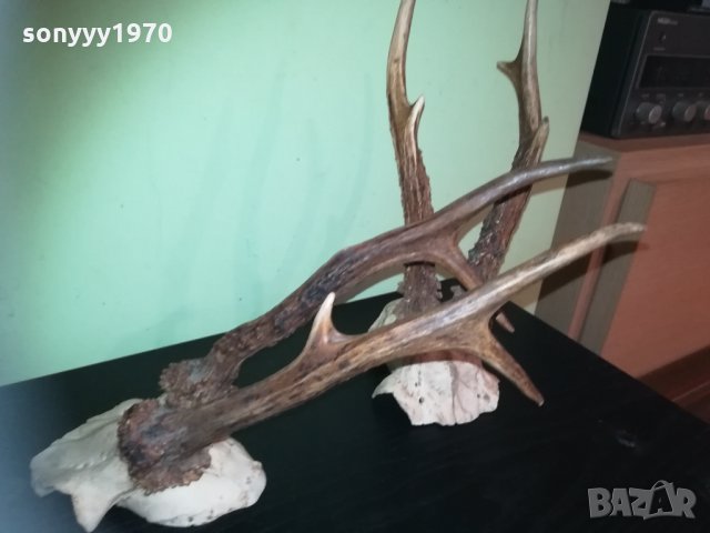 рога-2 чифта-внос швеция 2310201843, снимка 18 - Колекции - 30531821