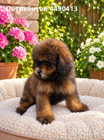 Кавапу Cavapoo F1b, снимка 3 - Пудели - 56513313