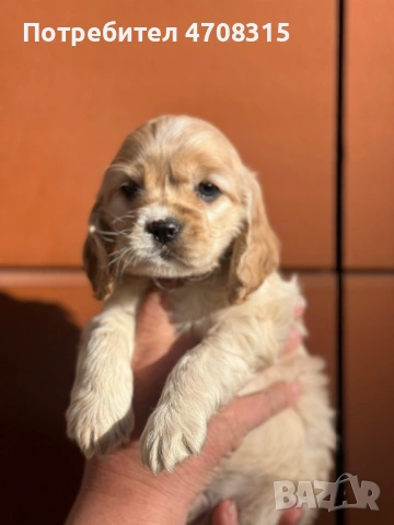 Кокер шпаньол страхотно момченце, снимка 2 - Кокер шпаньол - 53884467