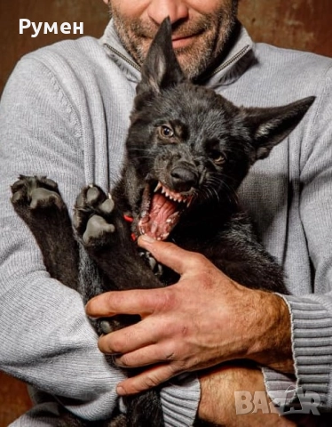 Черно вълче Чехословашки вълчак КАПАРИРАНО, снимка 4 - Други - 52115148