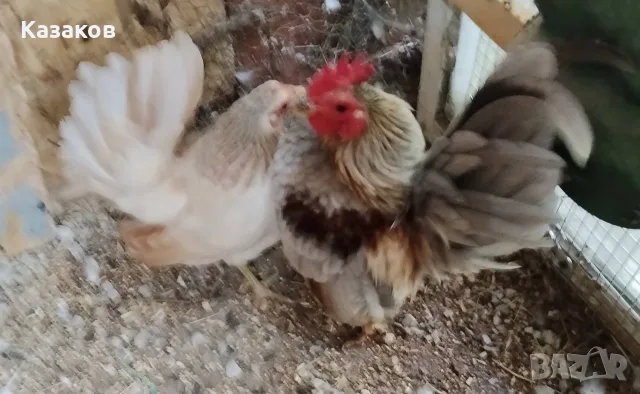Продавам двойка серами