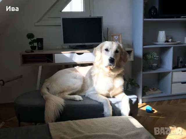Голдън ретривър Арти си търси дама 🐾💛