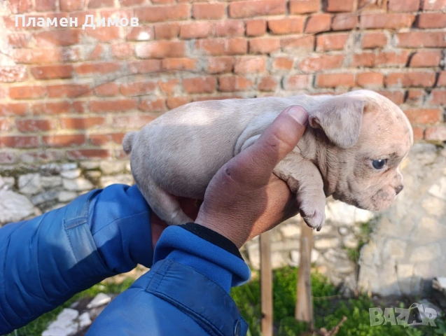 френски булдог синьо , снимка 10 - Френски булдог - 53878507