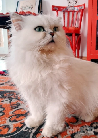 Сребърна чинчила, британска дългокосместа котка, коте, момиче, снимка 4 - Британска късокосместа - 51698402