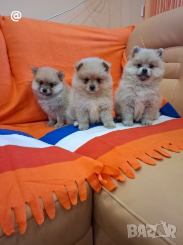 Померан померанчета Гр. София, снимка 5 - Померан - 52597069