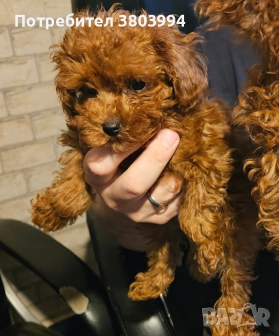 Червени той /Тий къп момиченца 