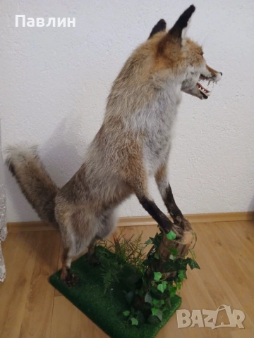 Препарирна лисица, снимка 2 - Други животни - 54297940