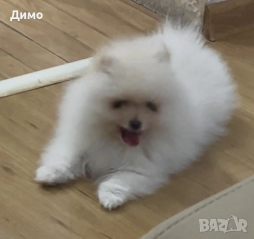 Померан, снимка 2 - Померан - 53821484