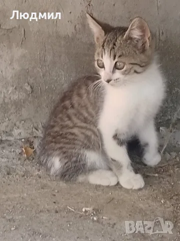 Котета подарявам!!!