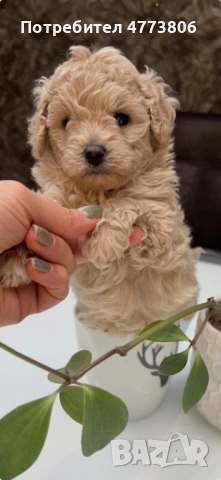 Той/тийкъп пудел кученца – Варна, снимка 5 - Пудели - 53934342