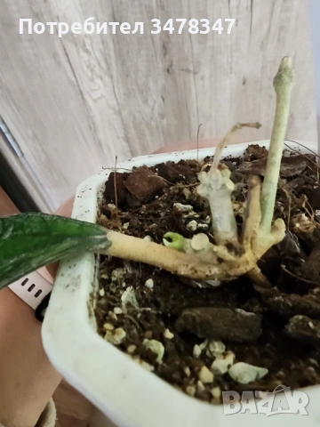 Хоя AH 029, снимка 2 - Стайни растения - 54233291