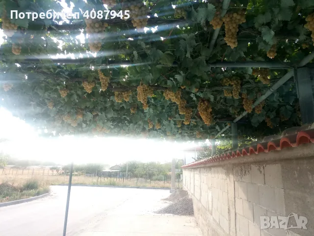 Продажба на грозде., снимка 4 - Оранжерии - 55942899