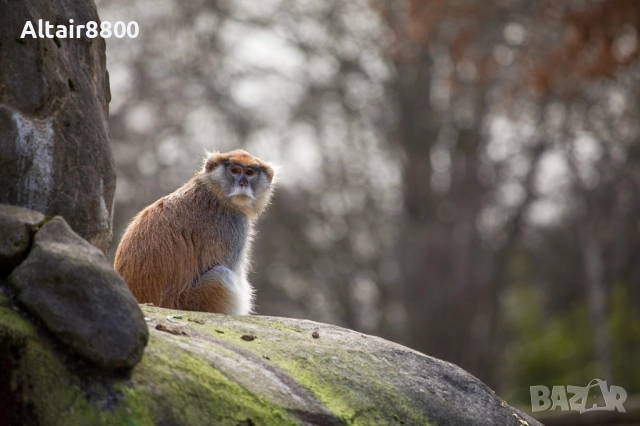 Canon 75-300mm f/4-5.6 II EF обектив Канон #3/3, снимка 6 - Обективи и филтри - 52344875