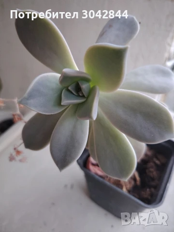 Сансеверия издънки, различни видове, Алое вера и седум , снимка 5 - Стайни растения - 50721551