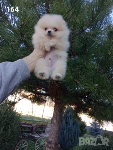 Мини момченце.Померан. Реални снимки от 29.12.25 г. , снимка 3 - Померан - 52908522