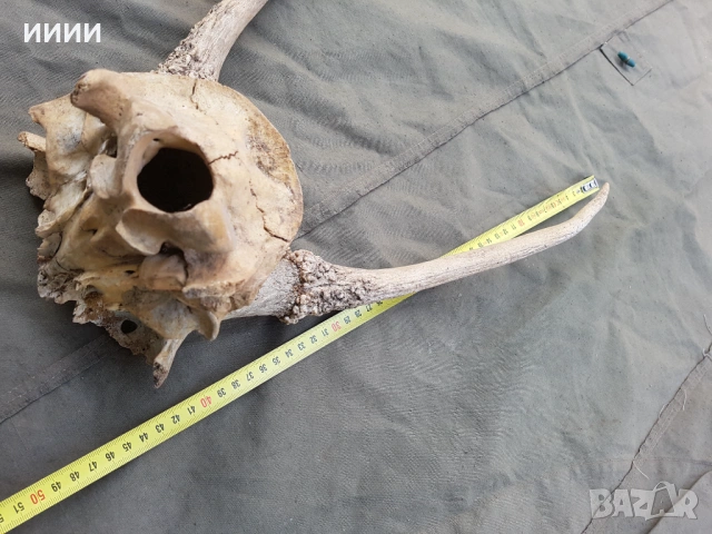 Рога от елен трофей , снимка 3 - Антикварни и старинни предмети - 53904446