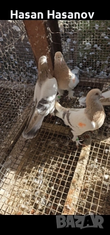 мардини , снимка 2 - Гълъби - 53302774