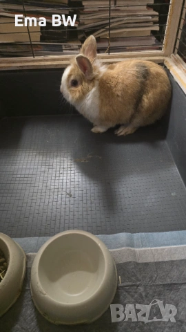 Подаряваме декоративно зайче!