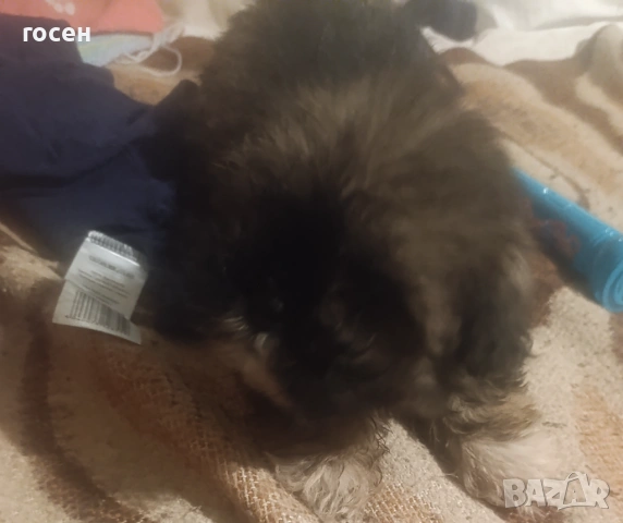 Куче, снимка 3 - Други - 53209848