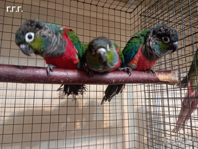 Бебета Пирура перлата, снимка 5 - Папагали - 54287717