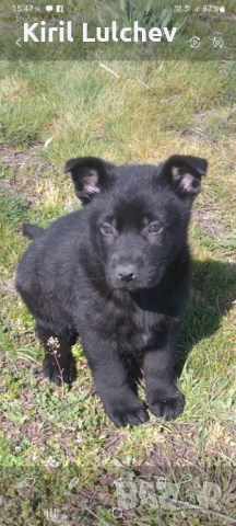 Продавам черна немска овчарка.