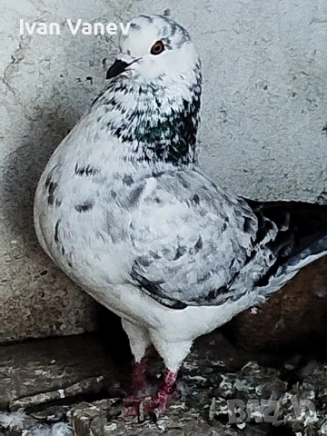 декоративни, снимка 6 - Гълъби - 54241635