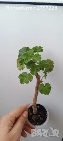 Pelargonium Ю Мерлезон, снимка 4 - Стайни растения - 56514889