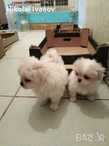 Пекинезчета чисто бели мъжки , снимка 8 - Пекинез - 54308013