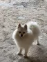 Померан мини шпиц, снимка 1