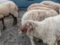овце, кочове, кози , снимка 8