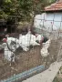 Пуики за коледа, снимка 1