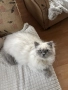 Мъжки котарак за Разплод, снимка 1