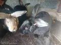 Зайци домашни различни видове, снимка 1