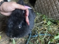 Лъвска глава и зализан косъм, снимка 12