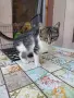Женски котета търсят дом, снимка 3