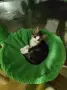 Подарявам малки котенца, снимка 3