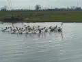 Гъски големи отлично гледани , снимка 4
