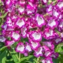 Пенстемон лилав, Penstemon polaris Purple, студоустойчив, снимка 2