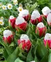Сладоледено лале (Ice Cream Tulip), снимка 2
