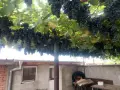 Продажба на грозде., снимка 1