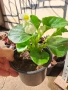Градинска бегония , снимка 9