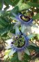  Passiflora Chinensis  Катереща се лиана, която се захваща успешно за дървета, сводове, арки, огради, снимка 1 - Градински цветя и растения - 37189783