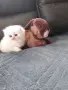 МНОГО,МНОГО СЛАДИЧКО БЕБЕНЦЕ, снимка 4