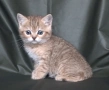 Британски късокосмести котета, снимка 13