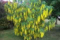 Златен дъжд (Laburnum anagyroides), снимка 2
